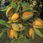 Almond Tree