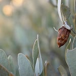 Jojoba Tree