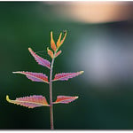 Neem Tree Flower