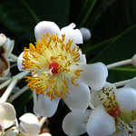 Tamanu Flower