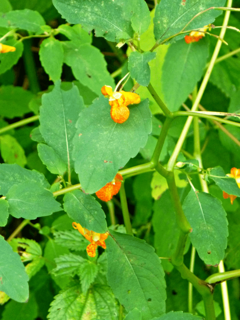 Need a natural remedy for poison ivy? This herbal DIY poison ivy remedy contains healing weeds like jewelweed and plaintain, along with essential oils.