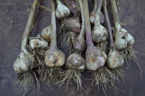 Take these lessons learned by Claire into consideration when planting garlic in your garden so it increases your chances of a bountiful harvest.