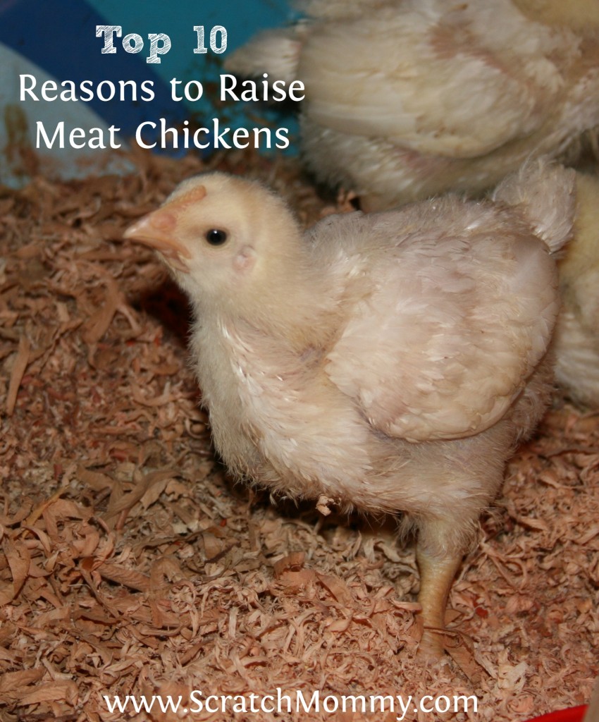Raising meat chickens is easier than you think. Need a little more convincing? Here are 10 reasons to raise meat chickens in your backyard!