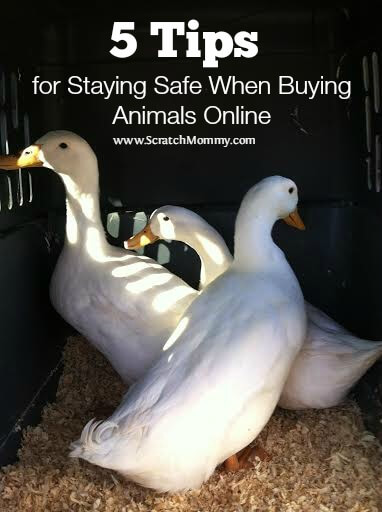 The internet is a great place for buying animals, but sadly some people are up to no good. Here are 5 tips for staying safe when buying animals online.