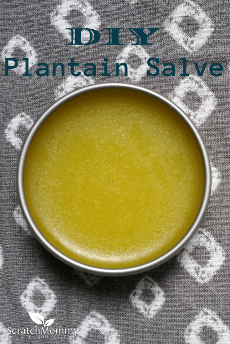 DIY Plantain Salve Recipe {Soothes and Heals}