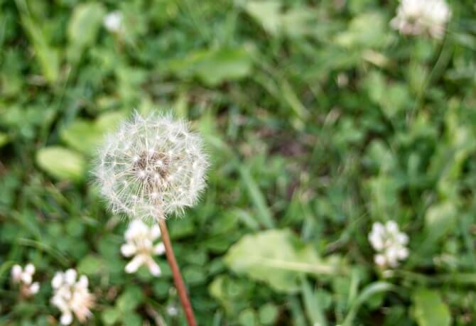 Dandelion Seed Head- Dandelions can be extremely useful for the home, body, AND as food!- Scratch Mommy