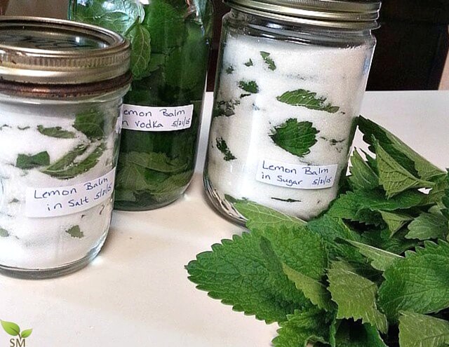 Lemon Balm as food. Such a fantastic and versatile herb. Check out our ultimate lemon balm guide. - Scratch Mommy