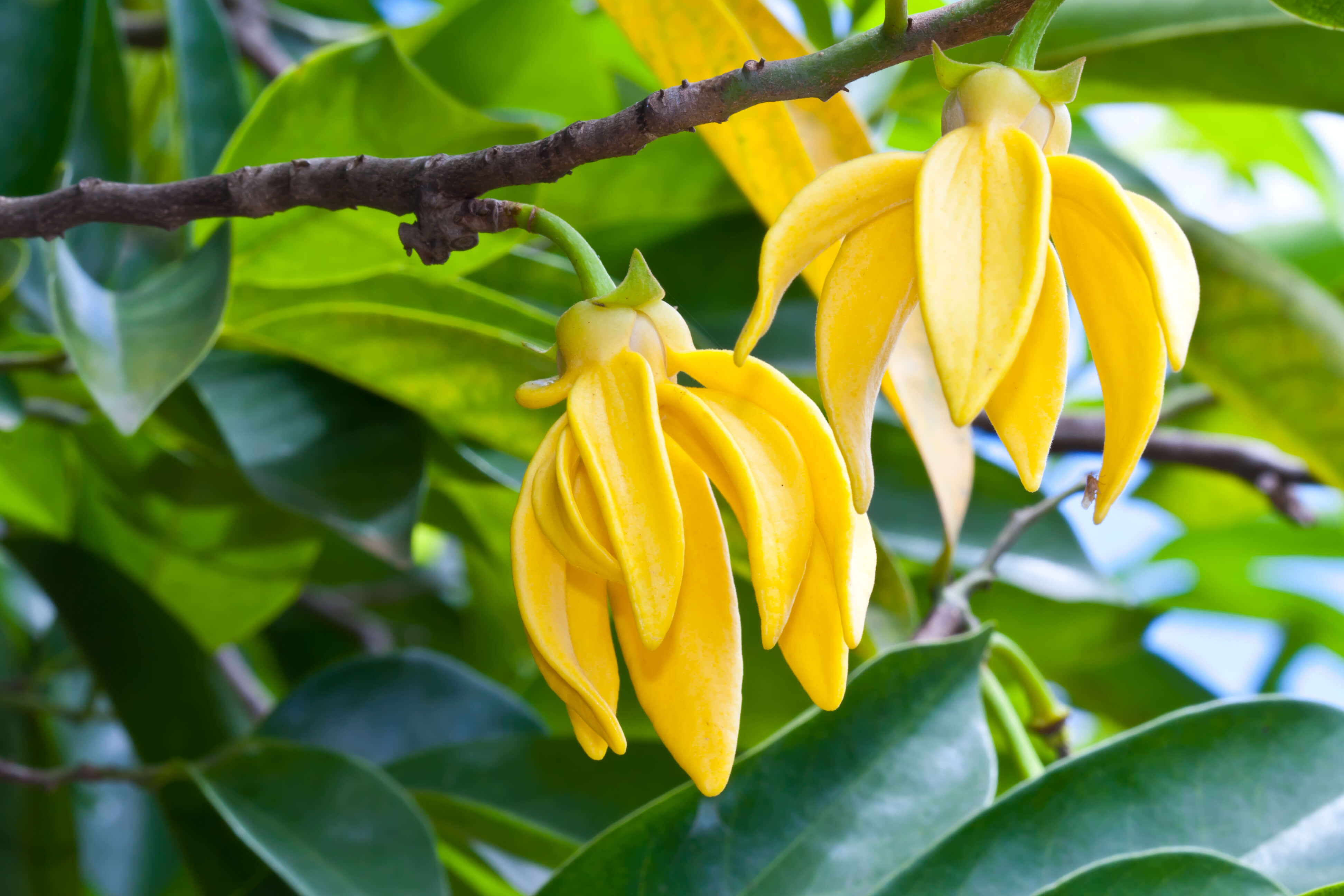 Ylang Ylang essential oil is wonderful for hair, in so many ways- Scratch Mommy